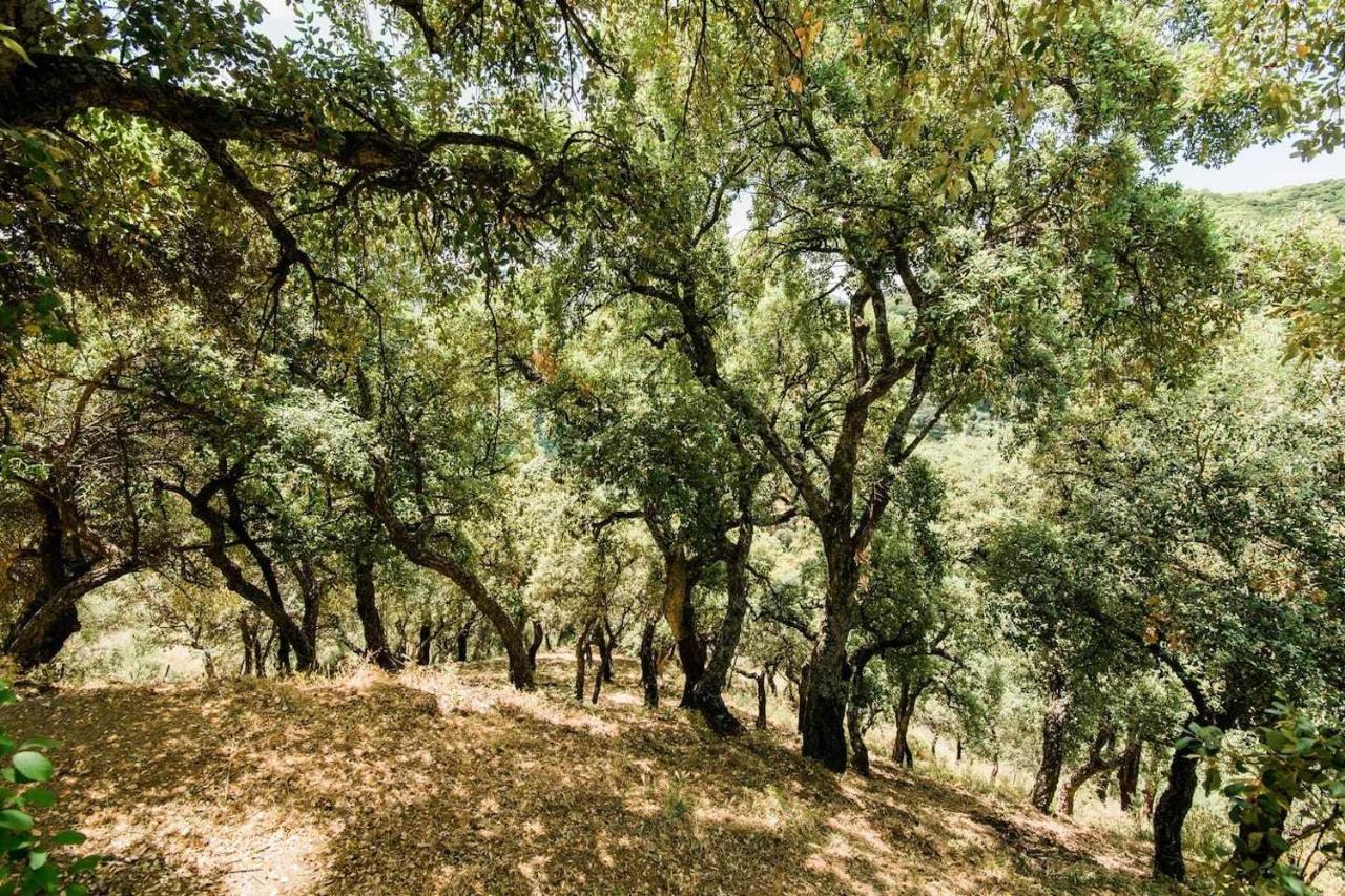 Casa El Chaparral Songbird Mountain Διαμέρισμα Benadalid Εξωτερικό φωτογραφία