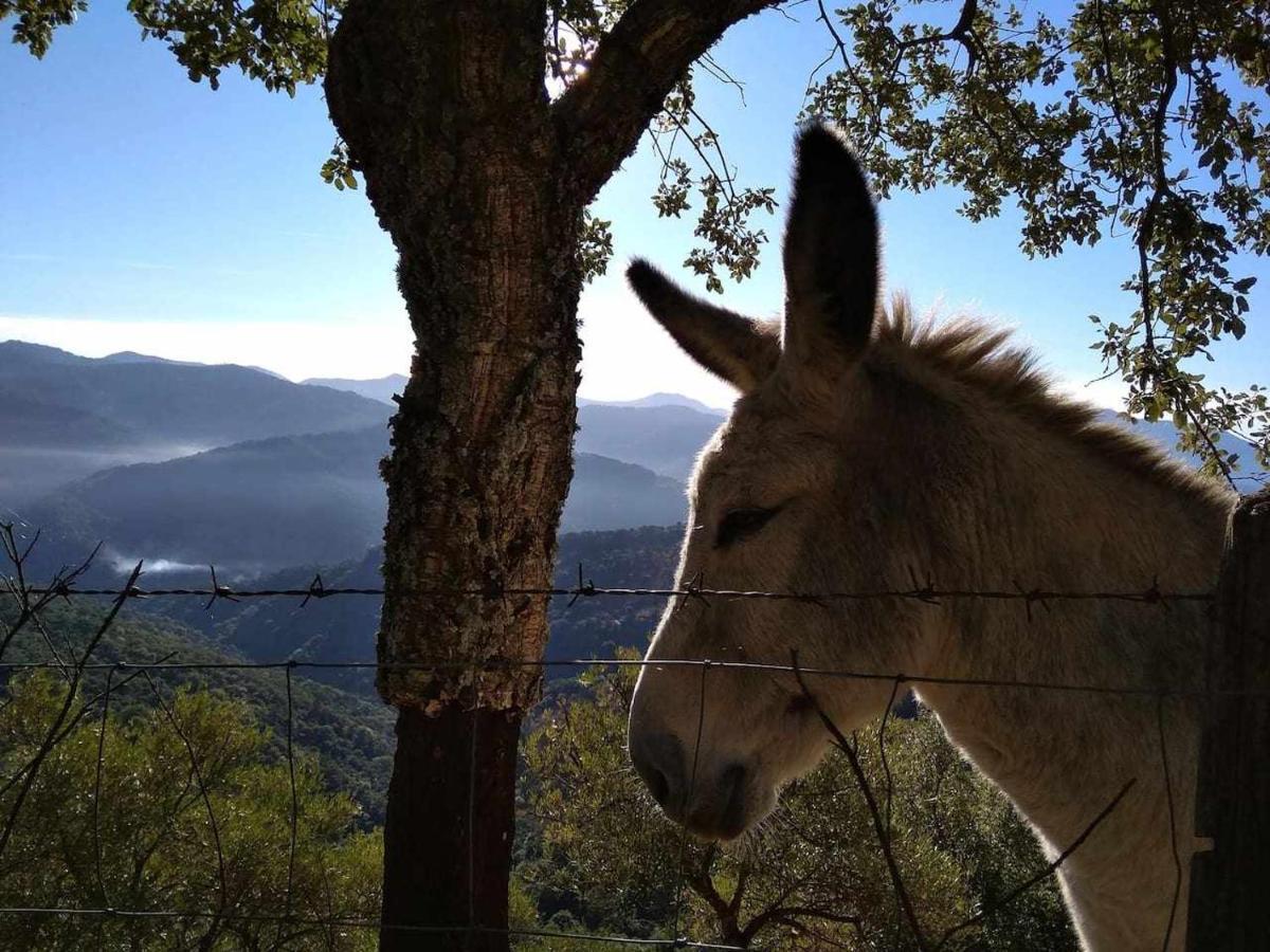 Casa El Chaparral Songbird Mountain Διαμέρισμα Benadalid Εξωτερικό φωτογραφία